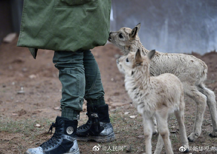 Eleven baby antelopes rescued in China's Hoh Xil