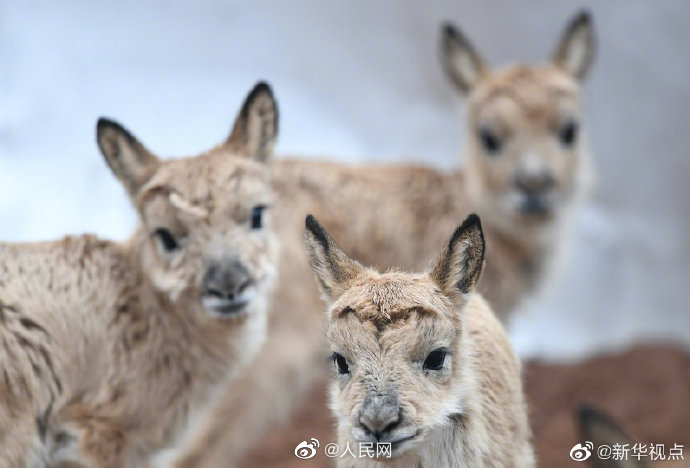 Eleven baby antelopes rescued in China's Hoh Xil