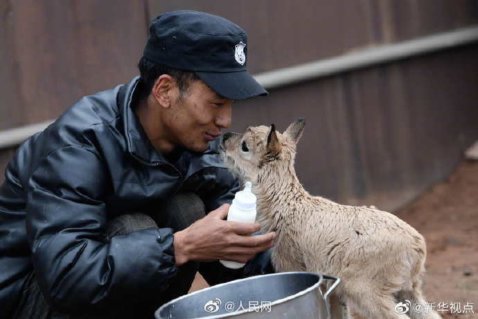 Eleven baby antelopes rescued in China's Hoh Xil