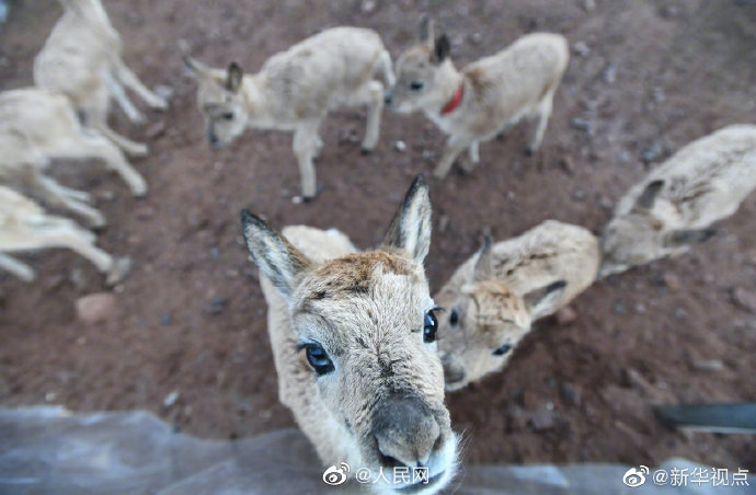 Eleven baby antelopes rescued in China's Hoh Xil