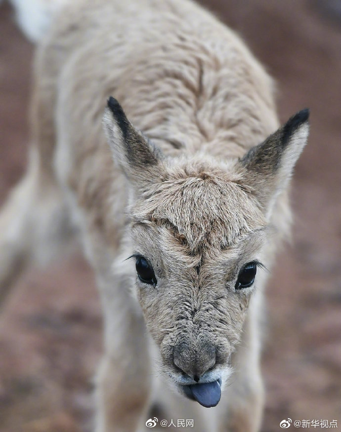 Eleven baby antelopes rescued in China's Hoh Xil