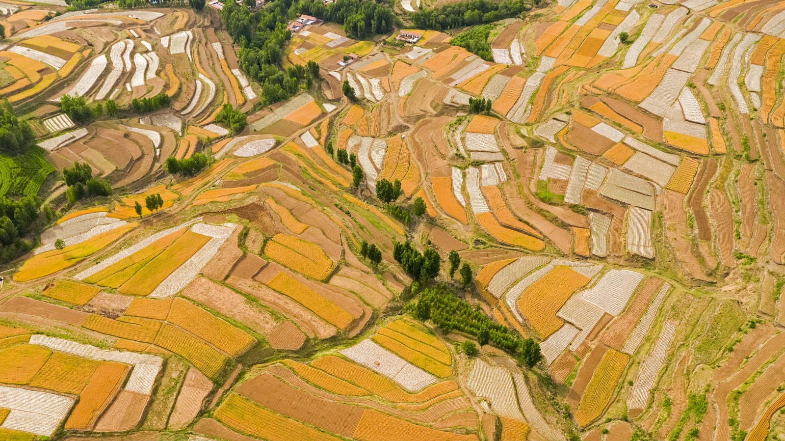 Smart agricultural technologies help reduce costs, increase income for farmers in E China’s Shandong