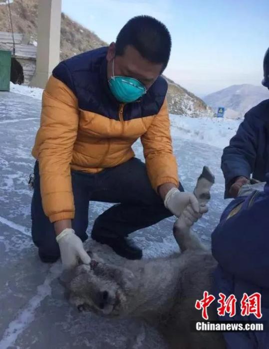 Official in NW China engages in saving wildlife for almost 10 years