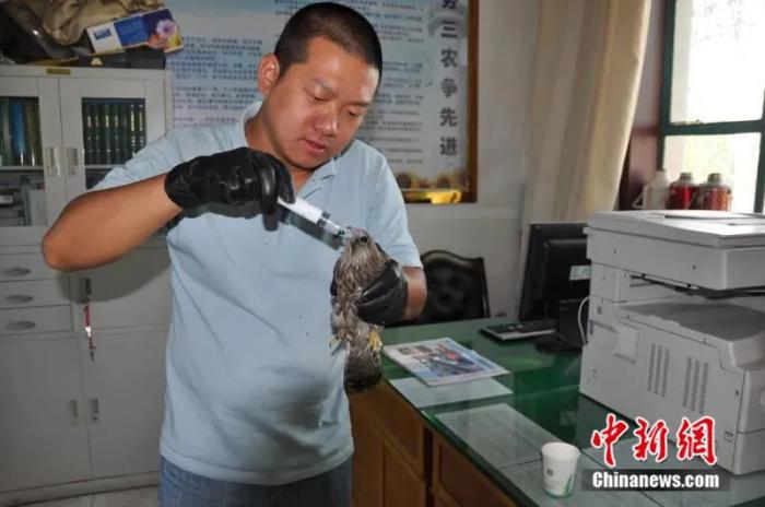 Official in NW China engages in saving wildlife for almost 10 years