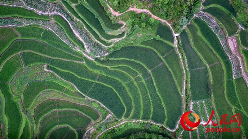 Mountain village in east China builds roads out of poverty