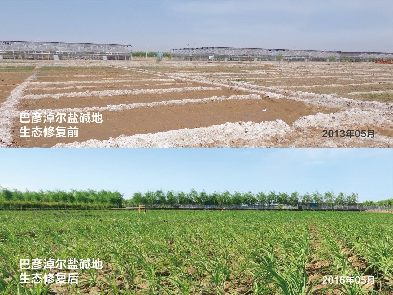 China's Inner Mongolia strives to combat desertification, improve ecological environment