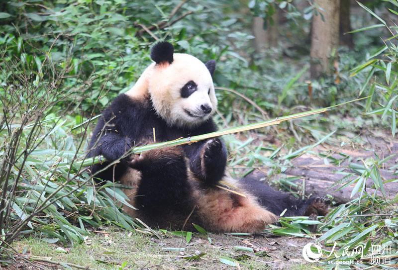 Giant panda Zhima selected as real image for Chengdu 2021 Universiade mascot Rongbao