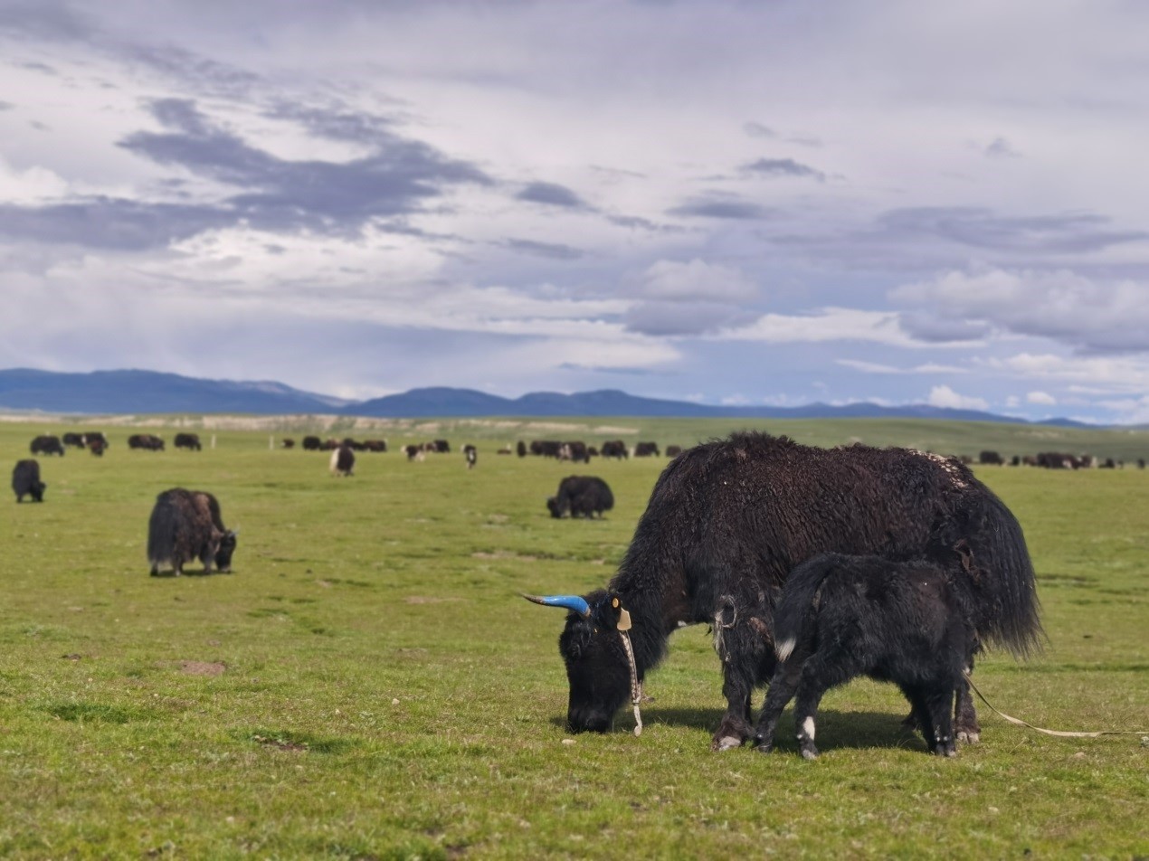 Tibetan township gets rid of poverty, embraces prosperity