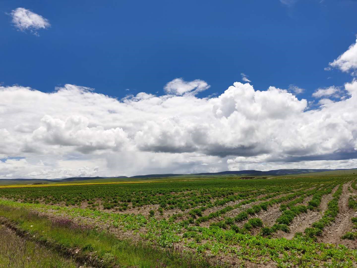 Tibetan township gets rid of poverty, embraces prosperity