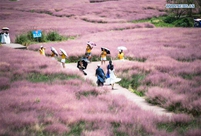 Tourists enjoy muhlenbergia capillaris