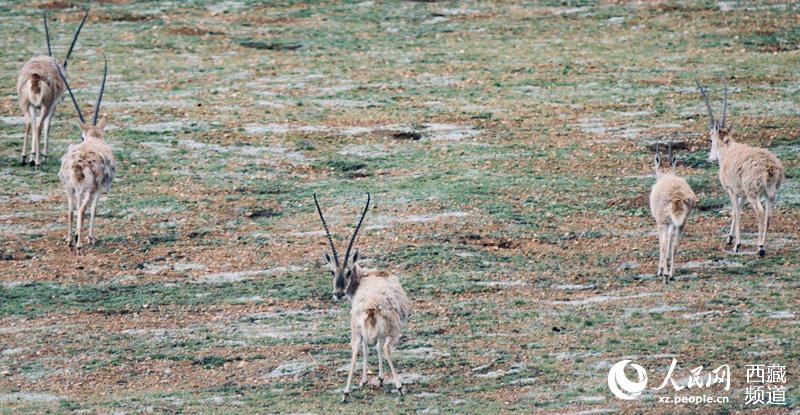 Qiangtang Plateau in SW China’s Tibet a paradise for wild animals