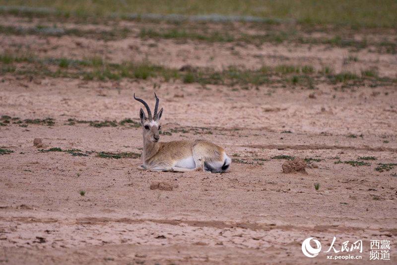 Qiangtang Plateau in SW China’s Tibet a paradise for wild animals