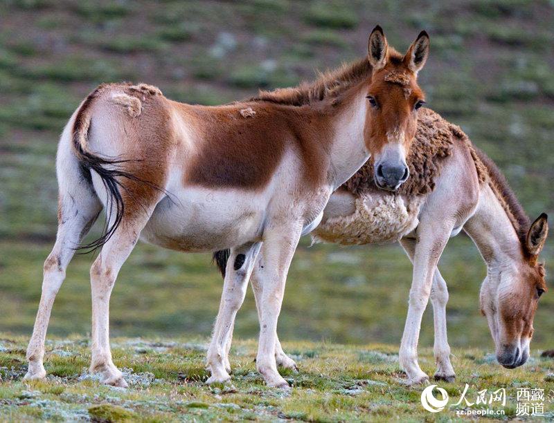 Qiangtang Plateau in SW China’s Tibet a paradise for wild animals