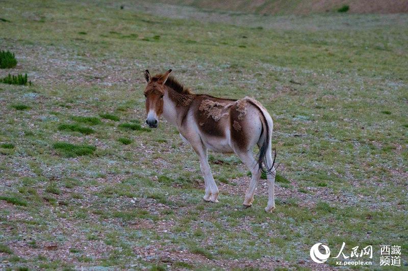 Qiangtang Plateau in SW China’s Tibet a paradise for wild animals