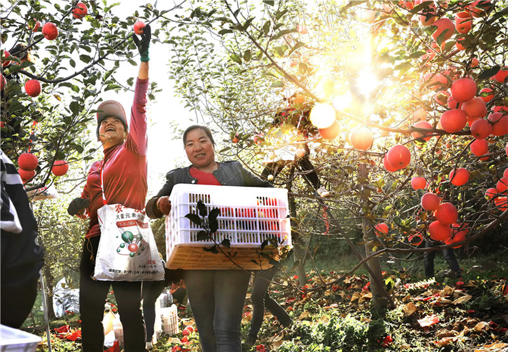 In pics: China embraces bumper harvest of multiple crops