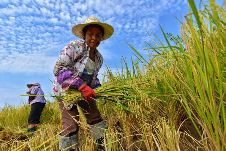 Harvest brings joy to Chinese farmers