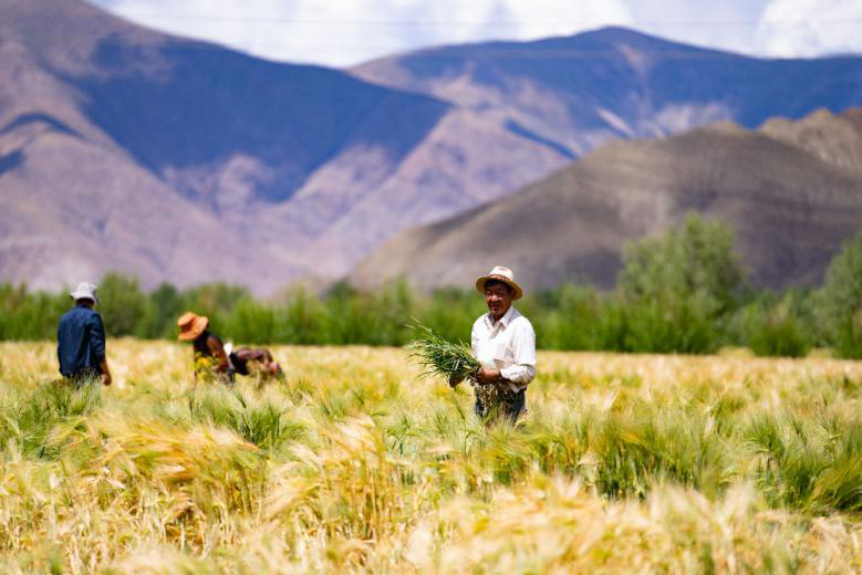 Harvest brings joy to Chinese farmers