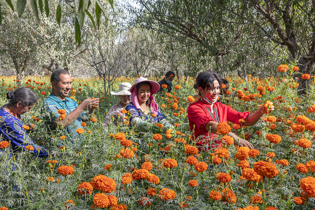 Peak harvest season for marigolds arrives in Shache county, NW China’s Xinjiang