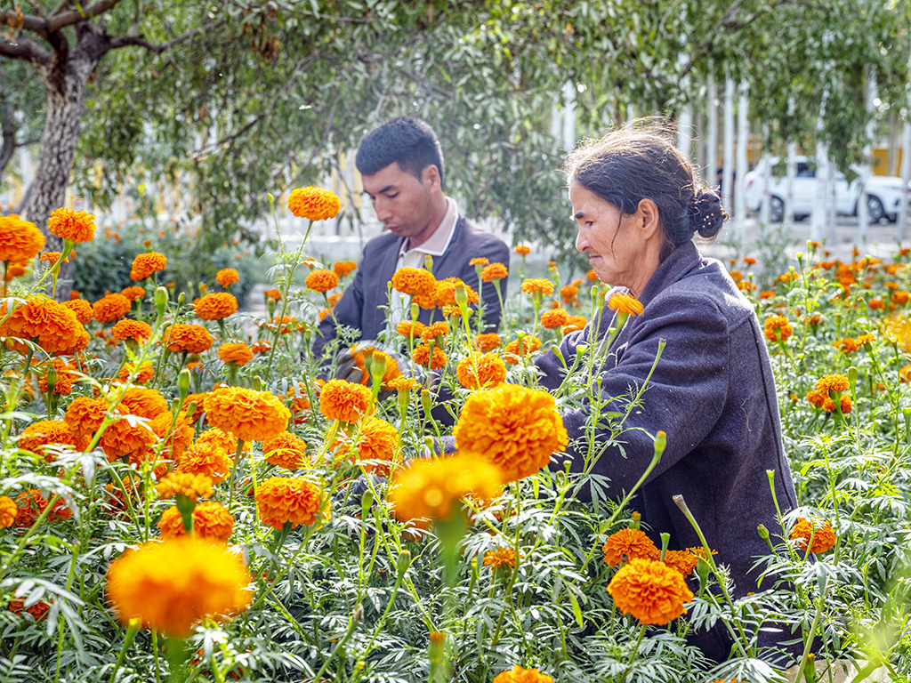 Peak harvest season for marigolds arrives in Shache county, NW China’s Xinjiang