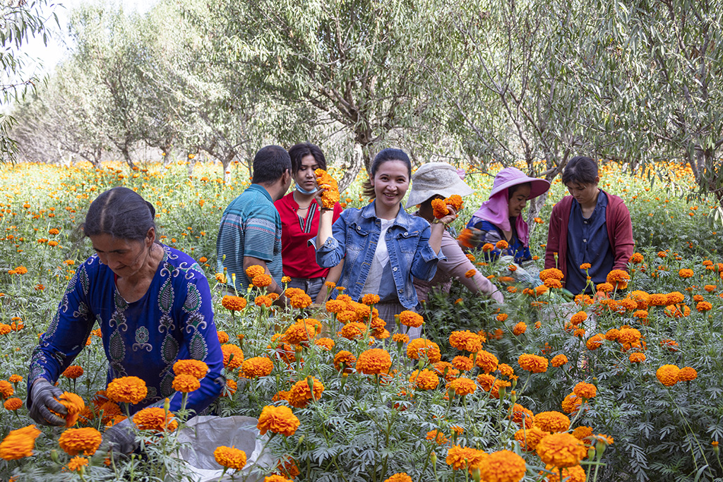 Peak harvest season for marigolds arrives in Shache county, NW China’s Xinjiang