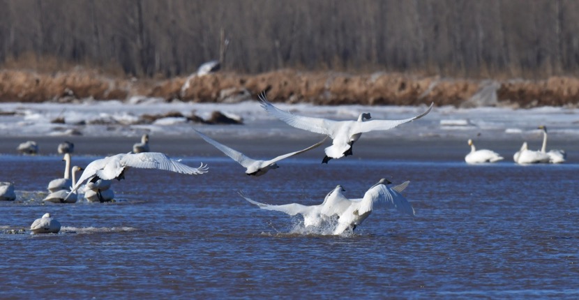 Water conservation steadily advances in China’s Yellow River