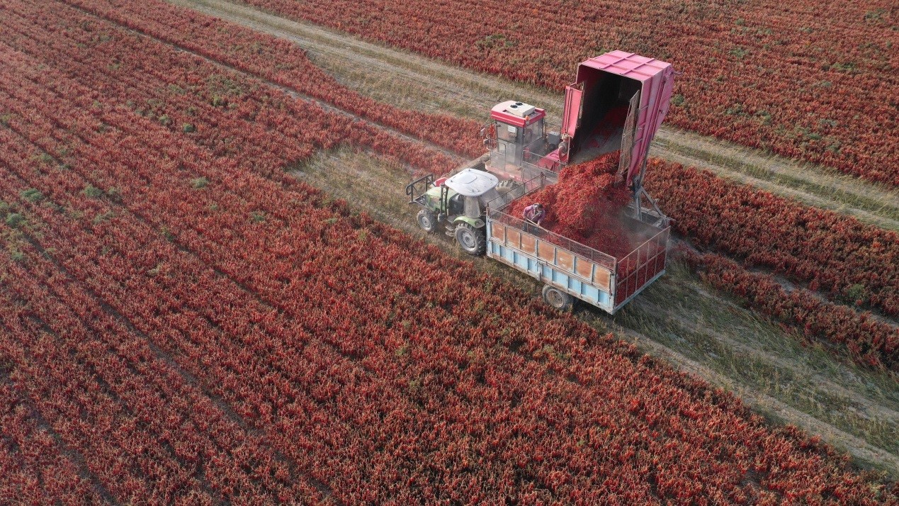 Xinjiang to promote high-quality development for improving livelihood