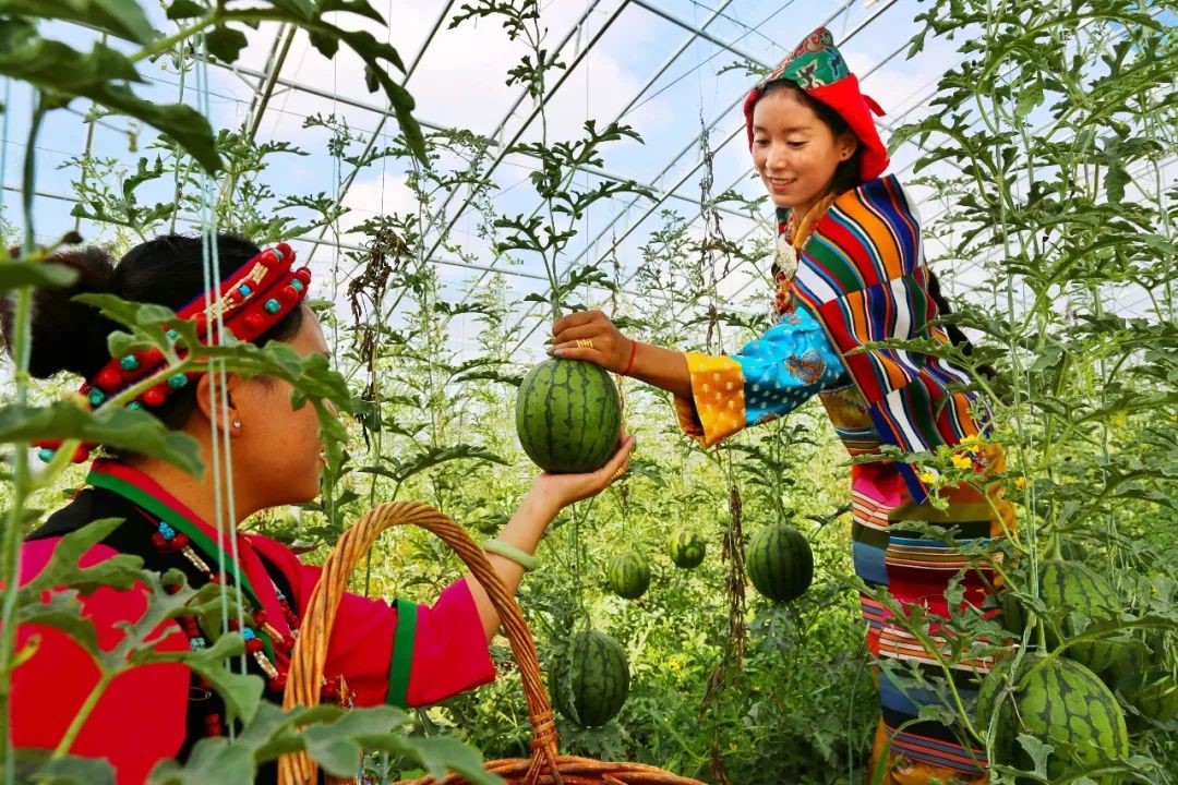 Vegetable greenhouses in Tibet leads local farmers to better life