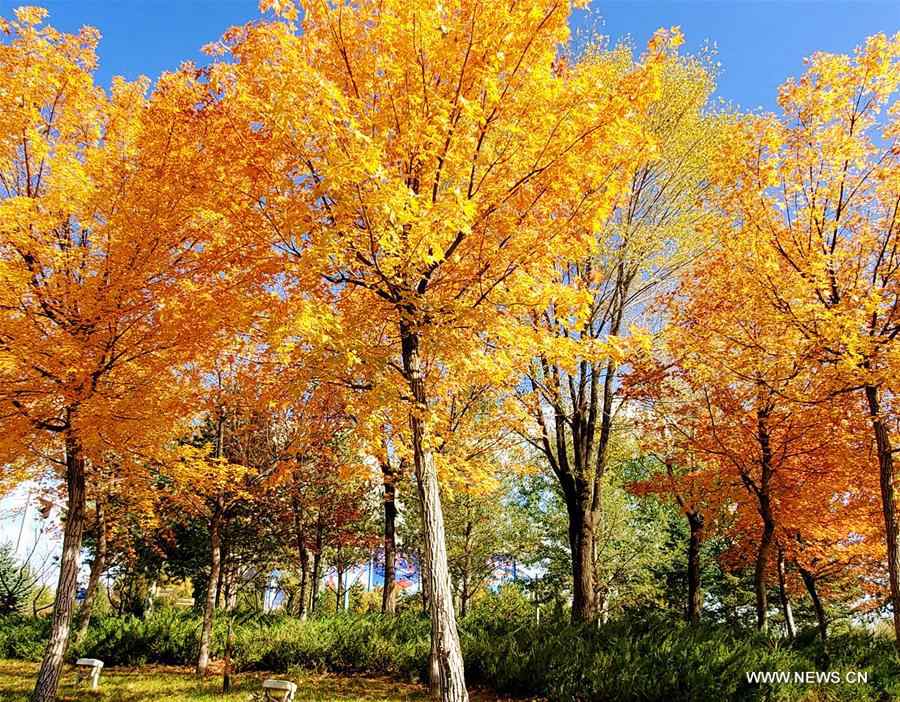 #CHINA-INNER MONGOLIA-ORDOS-AUTUMN SCENERY (CN)