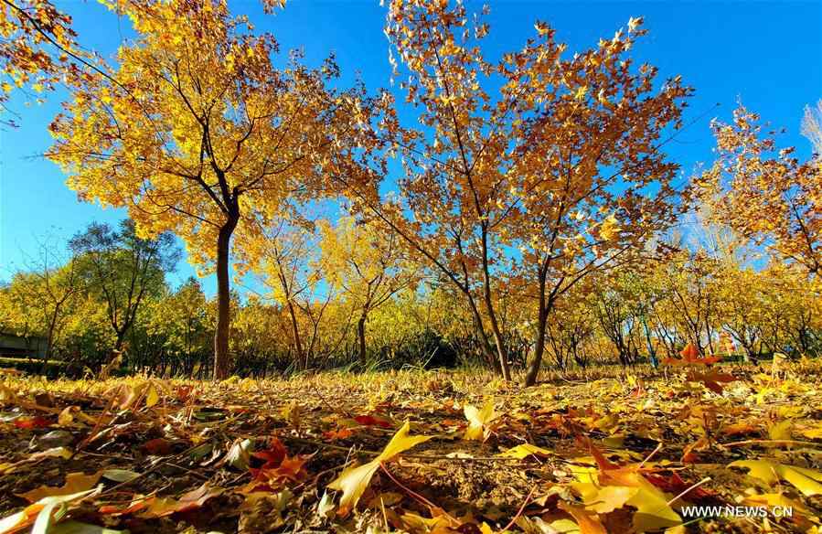 #CHINA-INNER MONGOLIA-ORDOS-AUTUMN SCENERY (CN)