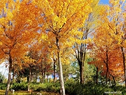 Autumn scenery in Ordos, Inner Mongolia