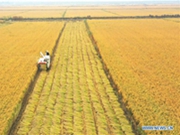 Farmers enjoy harvest in N China