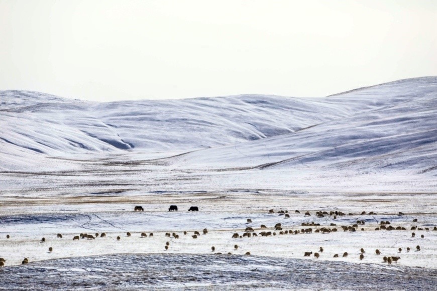 China’s Sanjiangyuan National Park becomes ideal home of Tibetan antelopes