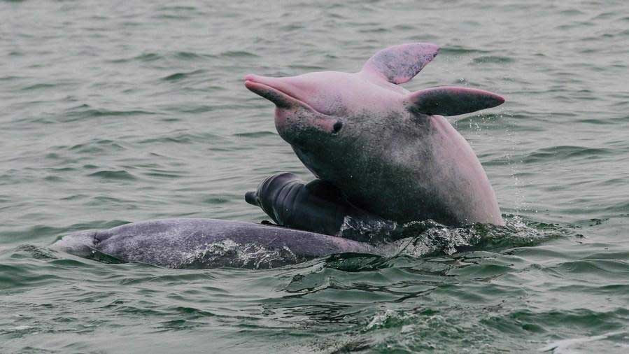 Endangered Chinese white dolphins living in south China