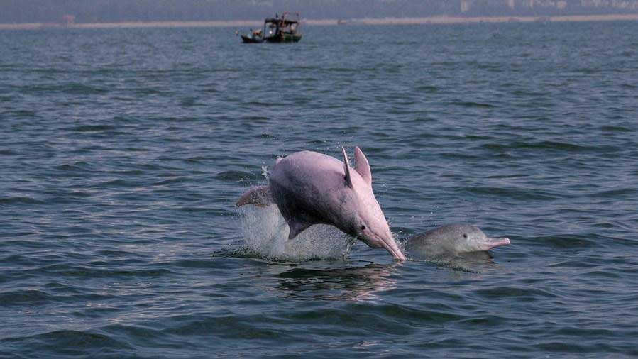 Endangered Chinese white dolphins living in south China