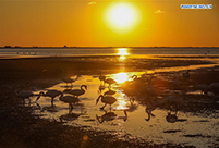 Swans pictured at lake in Rongcheng, China's Shandong