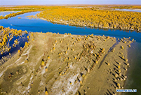 Autumn scenery of desert poplar forest along Tarim River in Xinjiang