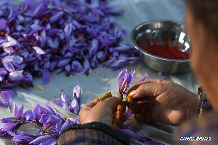 Farmers work for seasonal job at saffron crocus planting base in Guizhou