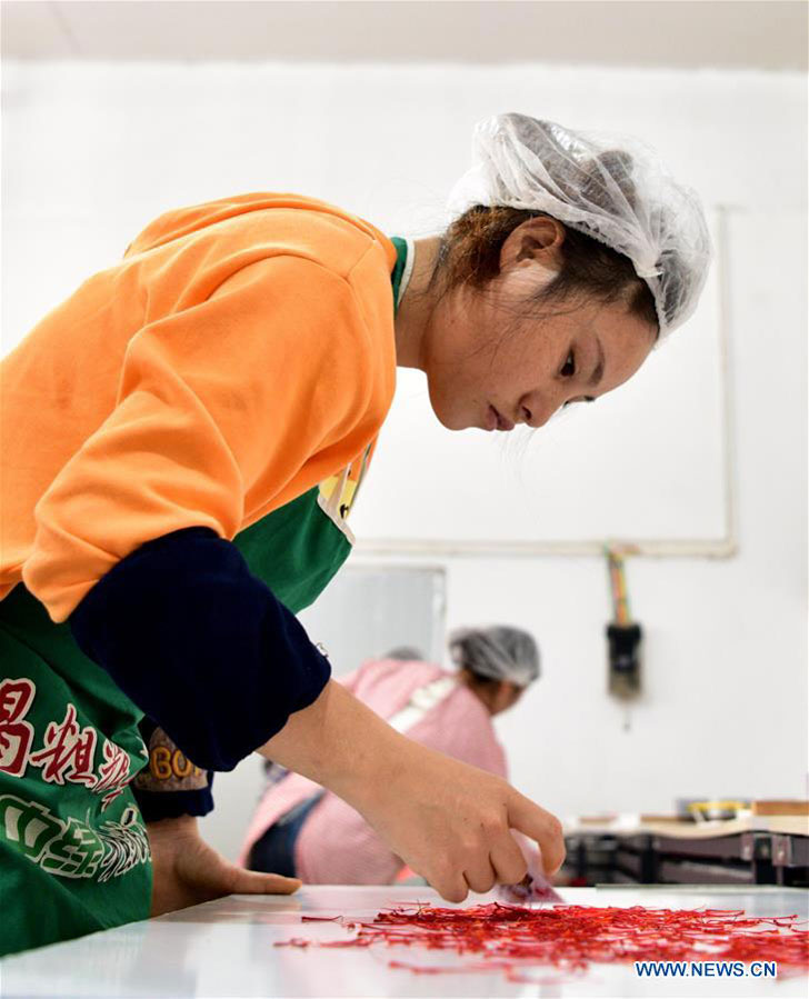 Farmers work for seasonal job at saffron crocus planting base in Guizhou