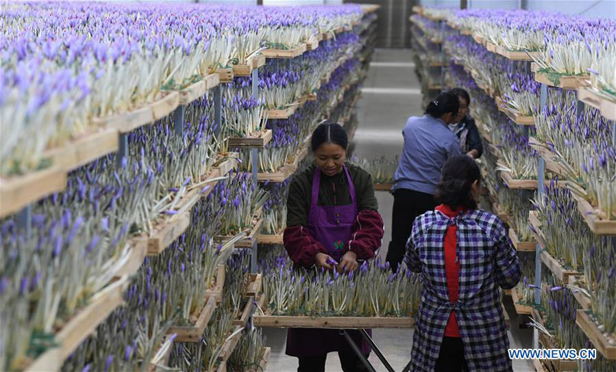 Farmers work for seasonal job at saffron crocus planting base in Guizhou