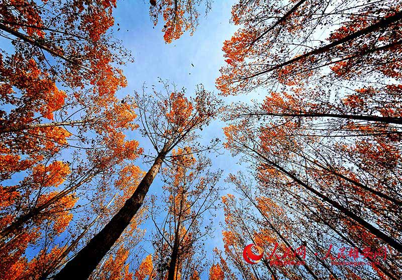 Autumn scenery in Xiongan New Area, north China's Hebei Province