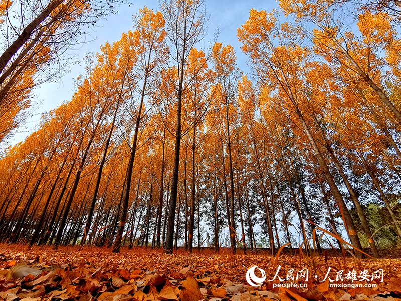 Autumn scenery in Xiongan New Area, north China's Hebei Province