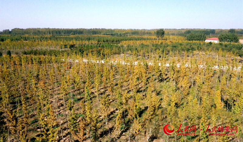 Autumn scenery in Xiongan New Area, north China's Hebei Province