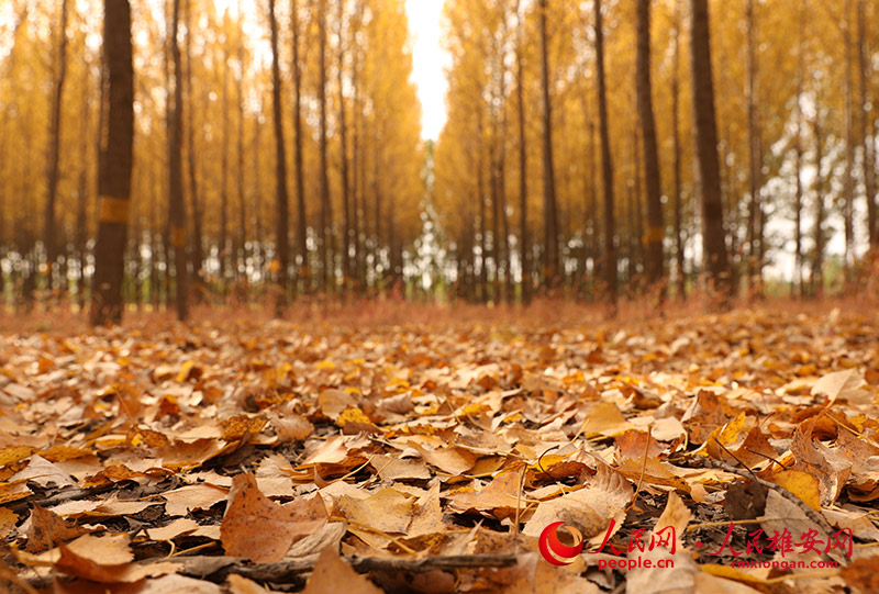 Autumn scenery in Xiongan New Area, north China's Hebei Province