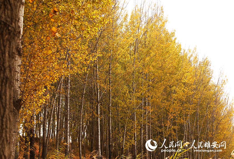 Autumn scenery in Xiongan New Area, north China's Hebei Province