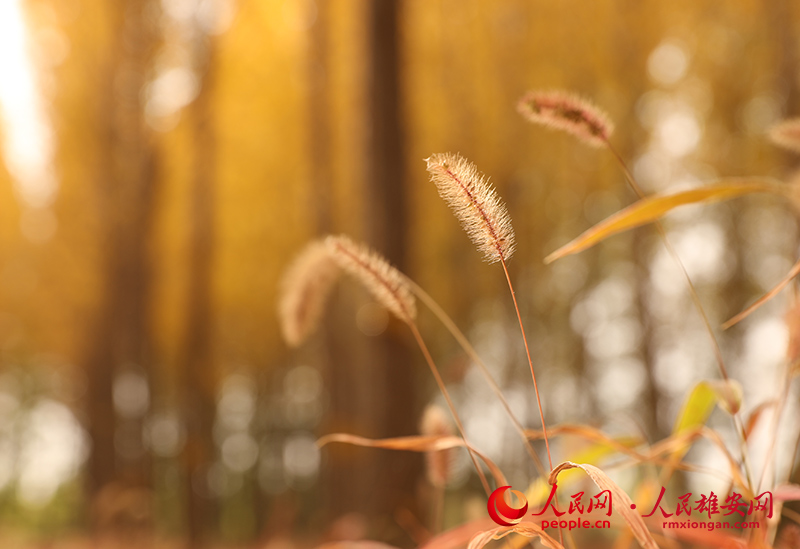 Autumn scenery in Xiongan New Area, north China's Hebei Province