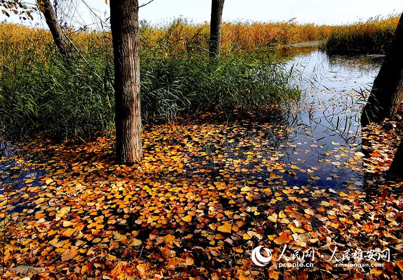 Autumn scenery in Xiongan New Area, north China's Hebei Province