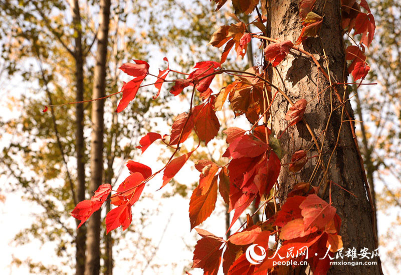 Autumn scenery in Xiongan New Area, north China's Hebei Province