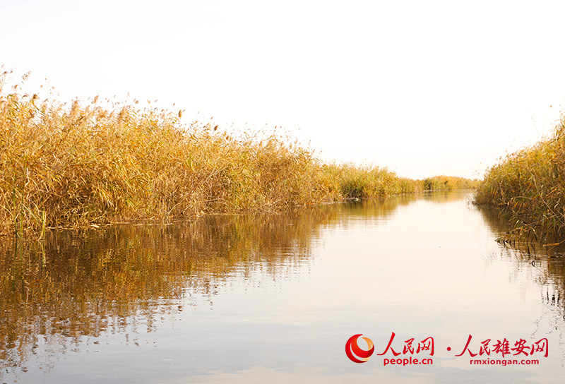 Autumn scenery in Xiongan New Area, north China's Hebei Province