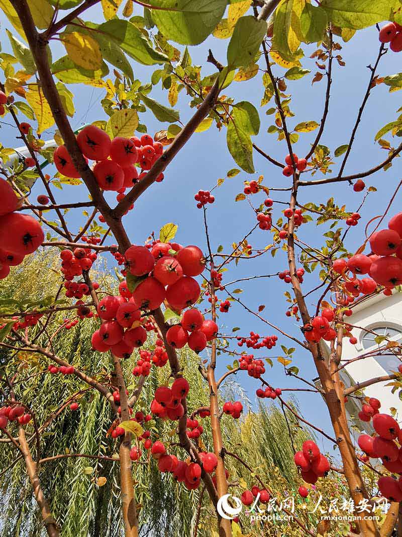 Autumn scenery in Xiongan New Area, north China's Hebei Province