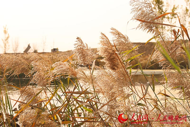 Autumn scenery in Xiongan New Area, north China's Hebei Province